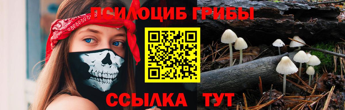 Псилоцибиновые грибы мицелий  Псилоцибиновые грибы GOLDEN TEACHER  Урус-Мартан  где можно купить наркотик  Вход с VPN 